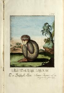 Rare 18th century work on monkeys [Vinzenz Kinzl] Versuch einer vollständigen Naturgeschichte. Complete with 29 handcoloured engr.