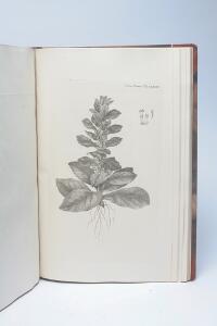 Flora Danica G.C. Oeder Icones plantarum sponte nascentium in Regnis Daniæ [...]. Cph 1761-1765. With 240 engraved plates.
