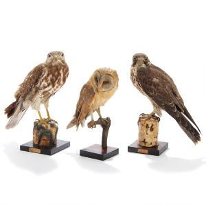 Tre udstoppede fugle, bestående af Musvåge - Buteo buteo, Vandrefalk - Falco peregrinus og Slørugle - Tyto alba. H. 35-41. 3