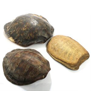 Tre skildpaddeskjolde. L. 53. B. 42., L. 72. B. 65. og L. 44 B. 41. 3