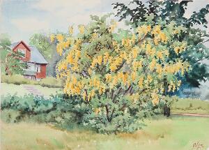Olga Alexandrovna Sommerdag i en have med blomstrende guldregn. Sign. Olga. Vandfarve på papir. Bladstørrelse 23 x 32.