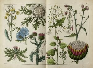 Flora [Anon.] Afbildninger til Planterigets Naturhistorie. 2 vols. Odense 1860. 1st edition. With 52 handcoloured double page plates. 2