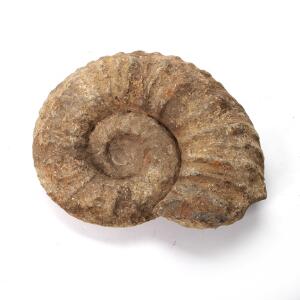 Forstenet ammonite. L. 28. B. 23.