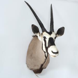 Hovedmonteret Oryx trofæ. 20. årh. H. 105.
