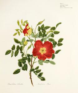 Beautiful flowers Great flower books 1700-1900. A bibliographical record of two centuries of finely-illustrated flower books.