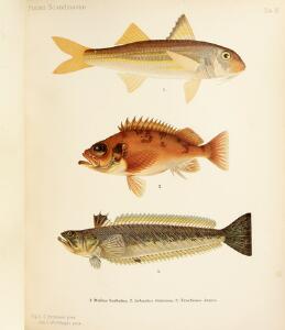 Extensive work on fish W. von Wright Smitt ed. Skandinaviens fiskar. 2 vols. Stockholm [1892-1895]. Illust. with 53 plates. 2