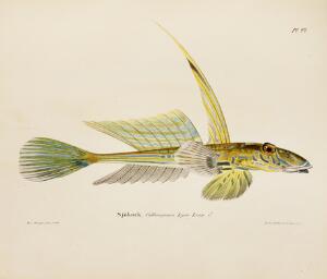 Wrights fishes Wright, Fries and Ekström Skandinaviens Fiskar. 2nd part. Stockholm Norstedt  Söner 1837. With 60 plates of fishes.