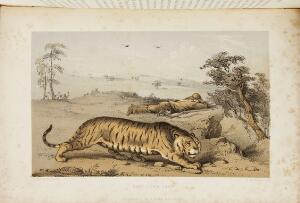 Tiger-Shooting in India William Rice Tiger-Shooting in India Being an Account of Hunting Expeditions on Foot in Rajpootana [...]. 1857.