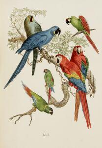 Rare work on parrots A. Reichenow Vogelbilder aus Fernen Zonen Abbildungen und Beschreibungen der Papageien. Kassel Theodor Fischer 1883.