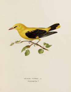 The birds of Sweden M., W. og F. von Wright Svenska Fåglar. 3 vols. 1924-29. Illustrated with 364 orig. lithographic plates. 3