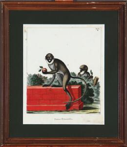 Jacques Eustache de Seve 1790-1830, efter To plancher med aber. Håndkolorerede kobberstik på bøttepapir. Ca. 1780. Indrammet 345x305mm. 2.