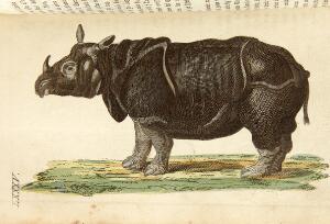 Animals Blumenbach Afbildinger med vedføiede Beskrivelser over Pattedyrene [...]. Cph C. Steen 1832.