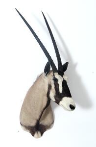 Hovedmonteret oryx.