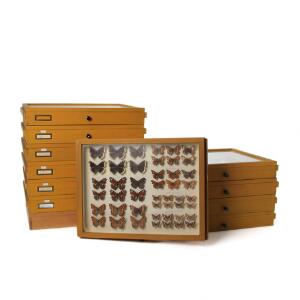 Stor samling af danske sommerfugle monteret i 12 glasoverdækkede skuffer, alle med indsamlingsteder og dateringer. 35 x 47. 12.