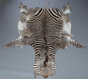 Skind fra afrikansk steppezebra Equus burchelli. L. 305. B. 233.