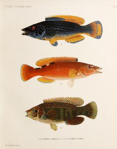 Extensive work on fish W. von Wright Smitt ed. Skandinaviens fiskar. 3 vols. Stockholm [1892-1895]. Illust. with 53 plates. 2