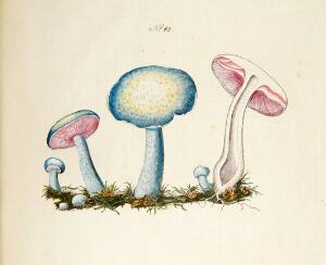 Holmskjolds important work on fungi Theodor Holmskjold Beata Ruris Otia Fungis Danicis impensa. With 75 engraved and handcoloured plates.