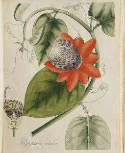 Fine egravings Collection Plantarum [...]  Sammlung Ausländischer und Einheimischer Pflanzen [...]. 2 vols. Hannover 1808-10. With 72 engravings.