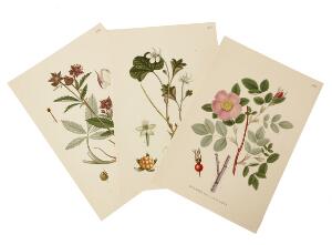Botany Collection of more than 600 botanical illustrations from A. Mentz and C.H. Ostenfeld Billeder af Nordens Flora. Loose leaves in box.