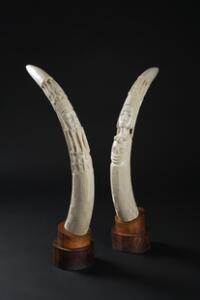 Et par stødtænder fra en afrikansk elefant Loxodonta africana udskåret med ansigter. Længde ca 99 cm og 99,5 cm. Vægt ca. 11,45 Kg. 2