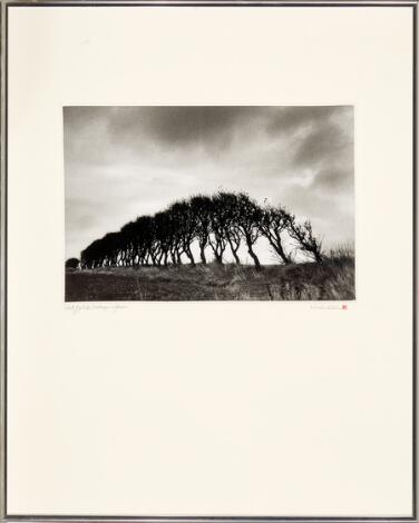 Kirsten Klein: "Vestjyske læhegn. Efterår". Signed Kirsten Klein. C-print. Visible size 19 x 28 cm.