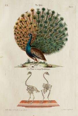 6. billede ud af i alt 11