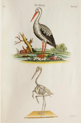 8. billede ud af i alt 11