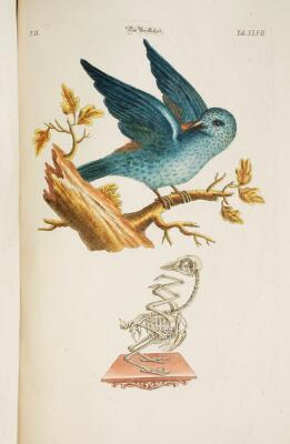 9. billede ud af i alt 11