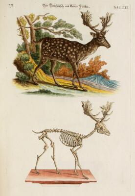 1. billede ud af i alt 11