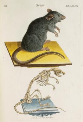 11. billede ud af i alt 11