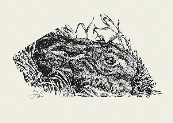 1. billede ud af i alt 2