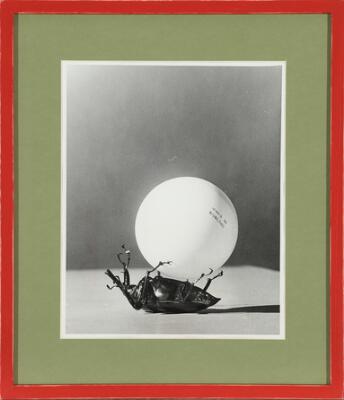 1. billede ud af i alt 2