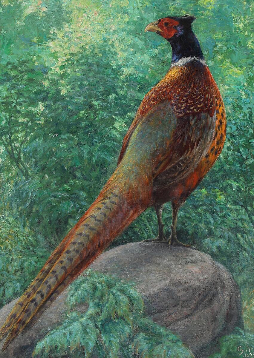 Pheasant Cock. Signed and dated S. J. 1920. Oil on canvas. 47×34 cm. — Paintings — Bruun Rasmussen