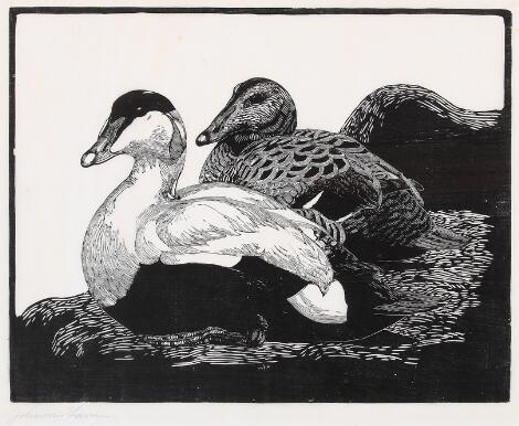 Johannes Larsen: “To Edderfugle”. Signed Johannes Larsen. Woodcut on japanese paper. Visible size 40.5 x 49 cm.