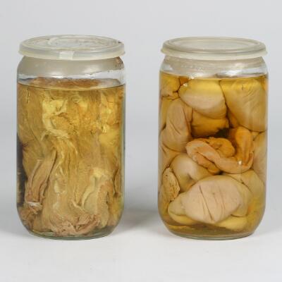 5. billede ud af i alt 6